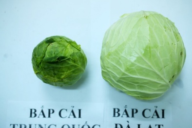 Cách nhận biết bắp cải Trung Quốc dễ dàng cho bà nội trợ